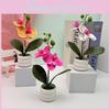 Potted Phalaenopsis Flower For Event Decor And Indoor Embellishment Home