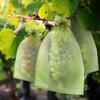 Fruit Protection Drawstring Bags Reusable Insect Proof Mesh Bags Pest Barrier Covers For Fruit Trees Plants Home Garden Supplies