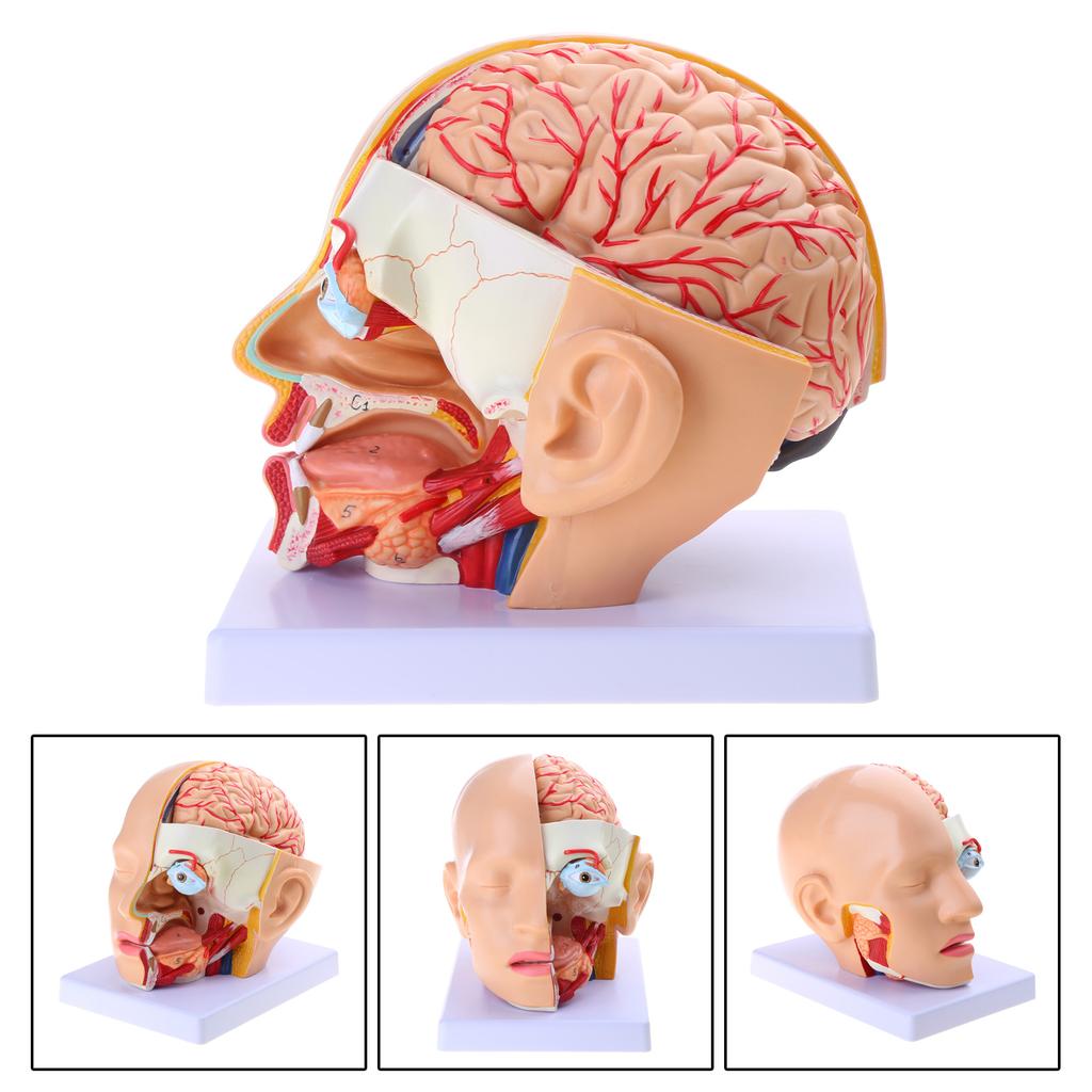 Modello di Anatomia del Cervello Umano, Modello di Arteria Cerebrale, Modello Anatomico del Cervello della Testa