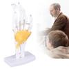 Hand Joint Skeleton Model Detachable Human Hand Teaching Model with Base