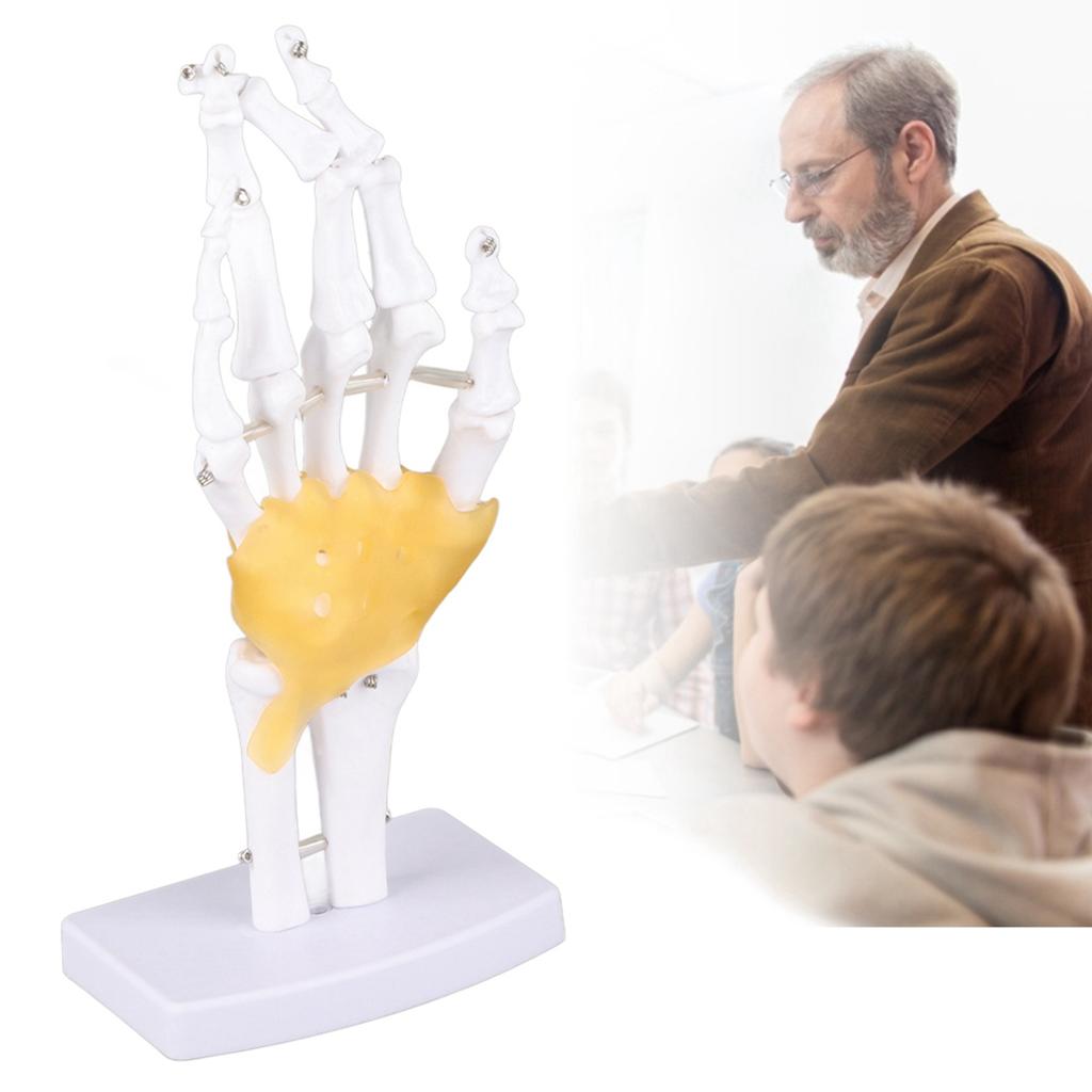 Hand Joint Skeleton Model Detachable Human Hand Teaching Model with Base