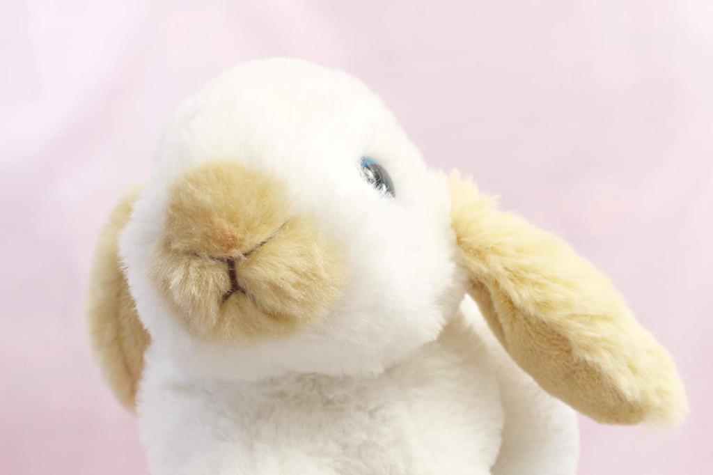 Takeoff Rabbit Marron Holland Lop White & Beige