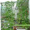 Gardening 4 Sizes Nylon Cucumber Vine Plant Garden Tool Trellis Netting Climbing Net Grow Holder