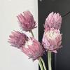 Nordic Thistle Artificial Flower: Home & Wedding Decoration, Photography Prop, King Protea Simulation