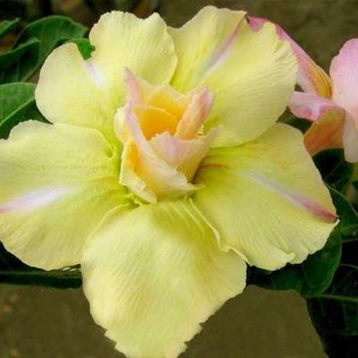 Jardinagem e paisagismo – Sementes