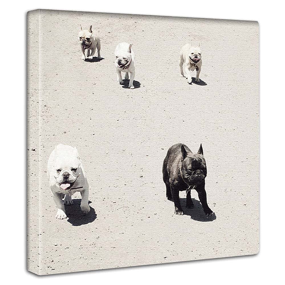 Dog Animal Art Panel, 30cm X 30cm, Made In Japan, Poster, Stylish Interior Decor, Living Room Decor, Monochrome Nature Photo, Fabric Panel, Pho-0081