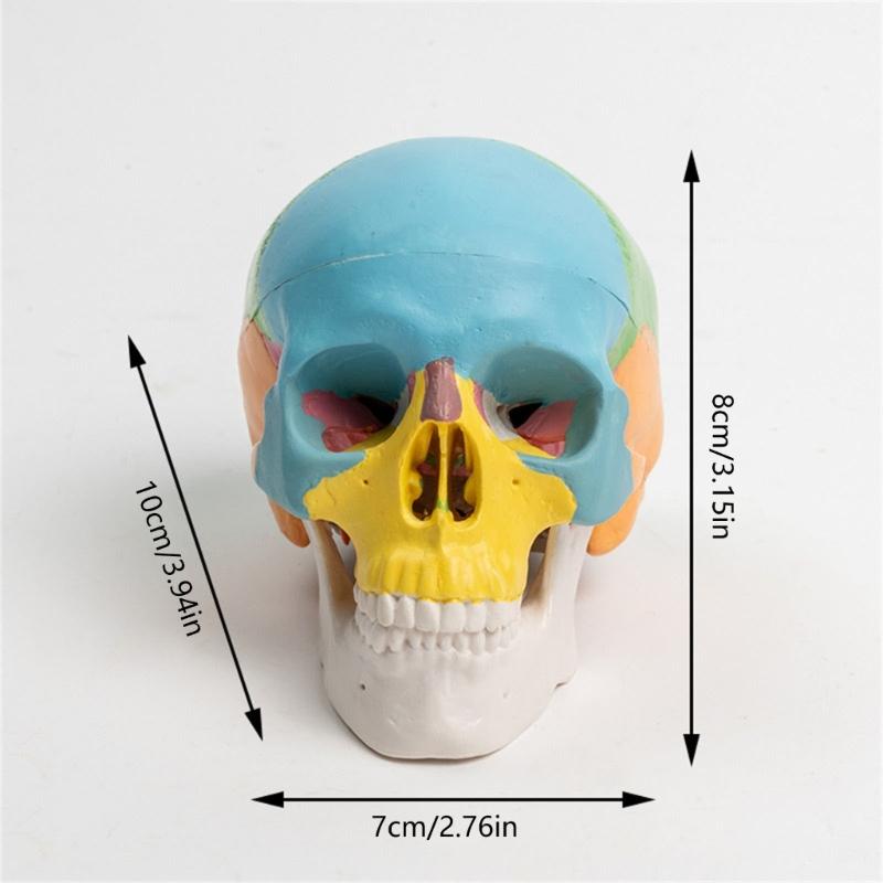 Anatomical 4D Disassembled Human Skull Model for Medicals Cardiovascular Medicals Biological Experiment Human Model