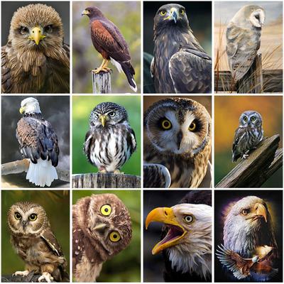 5D Diamond Painting Full Round Drill Mosaic Owl Needlework DIY Diamond Embroidery Animal Cross Stitch Kits Resin Home Decor