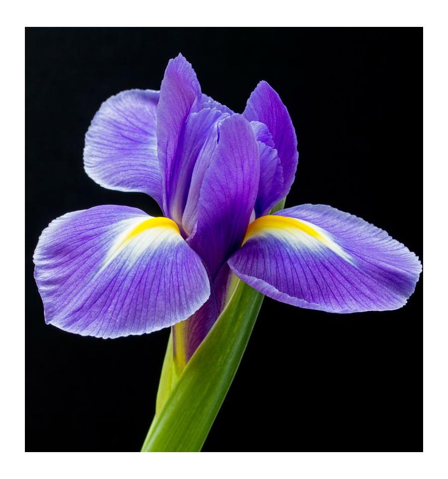 Yodeyma Celebrity Woman Perfumed Eau De Parfum for Women 15ml