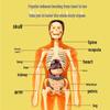 DIY 3D Human Skeleton Model: Assemble/Disassemble for Children's Science Education.