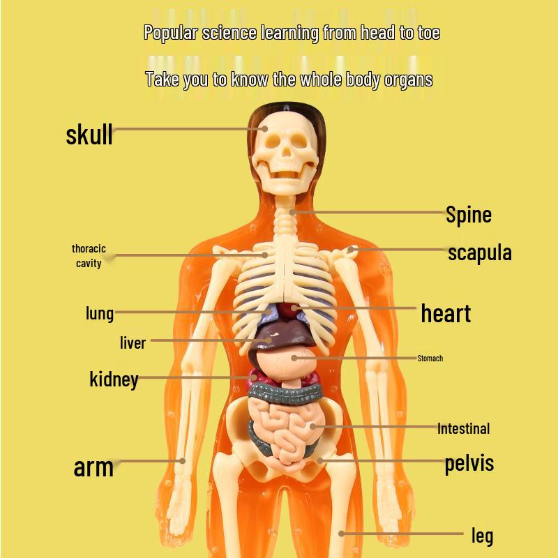 DIY 3D Human Skeleton Model: Assemble/Disassemble for Children's Science Education.