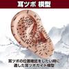 Felimoa Ear Pressure Point Model Massage Acupuncture Position Confirmation Easy To Understand Disorder Improvement Pressure Points