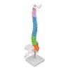 Spine Model PVC 45cm Colour Coded Miniature with Thigh Bone Set Kit for Learning Teaching