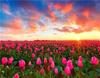 RUOPOTY Digital Painting Flower Sea Hand-Painted Wall Art Painting Unique Gifts On Canvas Sunset Pictures Home Decoration