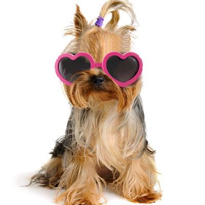 Küçük köpekler ve kediler için uygun evcil hayvan güneş gözlüğü. Açık hava seyahatleri için ayarlanabilir kayışlara sahip su geçirmez ve koruyucu gözlükler