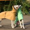 Solid Color Raincoat for Italian Greyhound Whippet in Spring Summer Lightweight Waist Adjustable Windproof Jacket for Pet Dogs 5