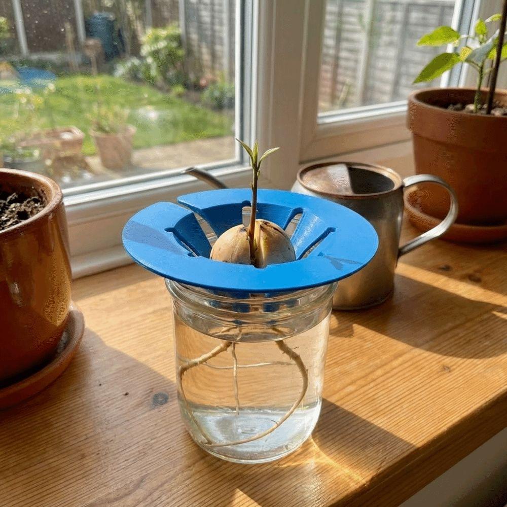 Soil-Free Seedling Tray Plastic Hydroponic Stand Special Holder Avocado Planter  Plant Observation