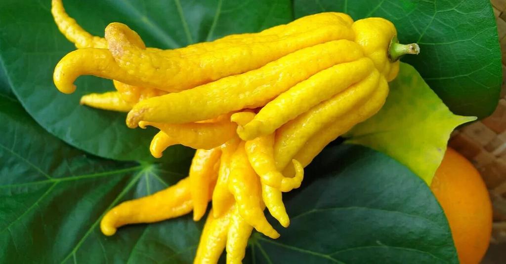 Buddha-Hand-Zitrone - Citrus Medica Sarcodactylus 10 frische Samen