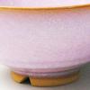 Japanese ceramics Tsubakihide kiln Hagimurasaki set rice bowl M54875350