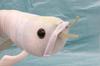 Take Off Silver Arowana Realistic Cute Fish Series
