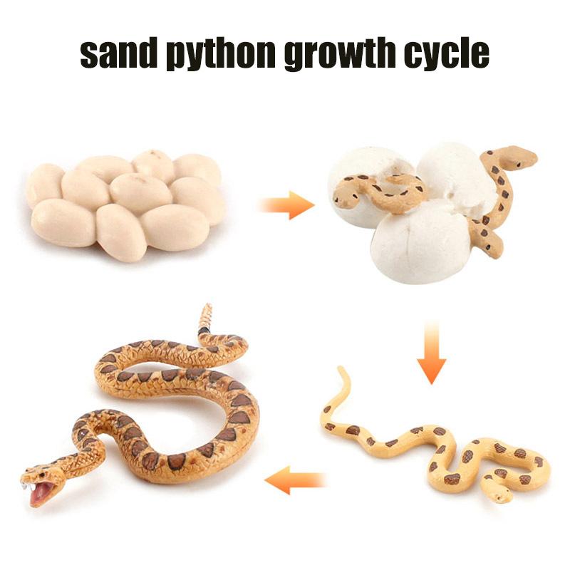 Life Animal Cycle Board Children Toys Montessori Teaching Aids Plant Animal Growth Cycle Model Set Preschool Cognitive Toys
