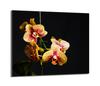 Piano cottura in vetro protettivo 60x52 Orchidea