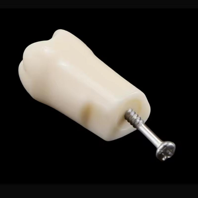 28/32pcs Dental Teeth Model For Dental Technician Practice Replacement Teeth For Nissin Models / Dental Simulator Head Model