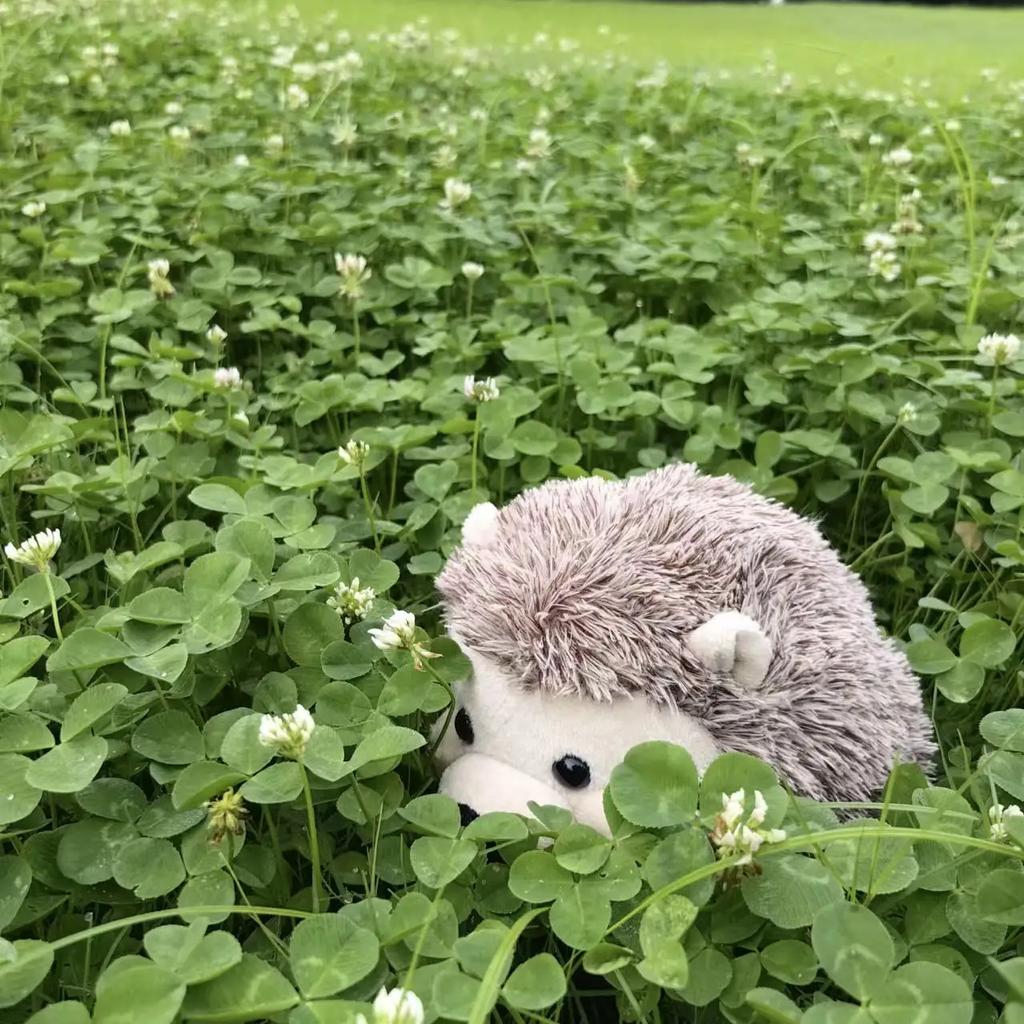 18cm Söt Simulering Brun Igelkott Plyschdocka Gosedjur Mjuka Gosedjur Leksaker för Barn Flickor Pojkar Barn Heminredning