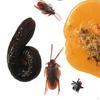 Hilarious Poop Prank Toy Set with Carry Case for Parties and Gags
