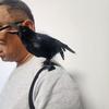 Halloween Black Feathered Crow Lifesize Realistic Raven Prop Handmade Artificial Birds Model for Indoor Outdoor Halloween Party Decor