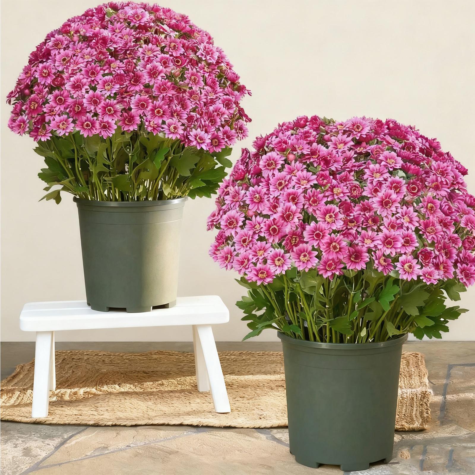 

Realistic Appearance: Front Door, Porch, Courtyard, Balcony, Artificial Outdoor, Sunsetting Flowers One Size рожевий