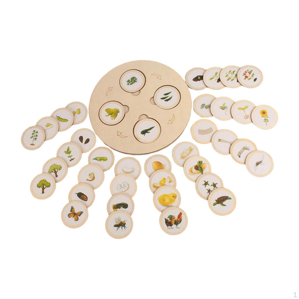 Life Cycle Model Set Early Education Wooden Jigsaw Puzzles Matching Game Growth Stage of and Animal