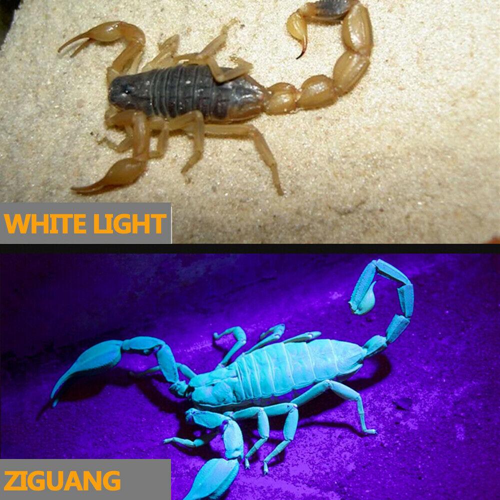 395nm UV Headlamp Ultraviolet Zoomable Headlight USB Rechargeable Purple Torch Catch Scorption Hunting Light Pet Urine Detector