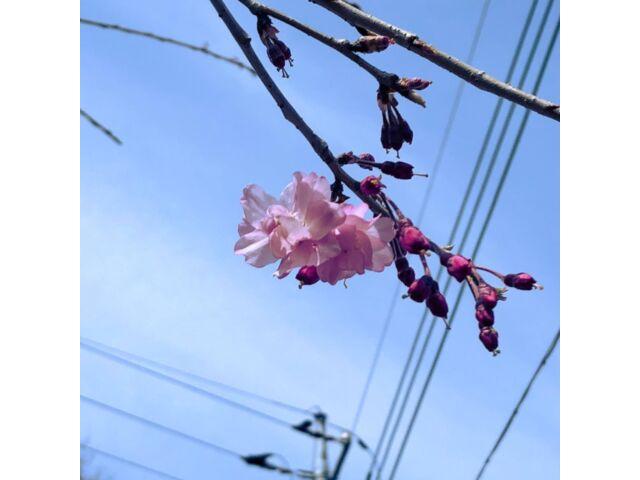 

[CD] Shiruse Akashi Nomal Edition Musashino-Kei Junjyouha THE VOICE YNOG-11 NEW