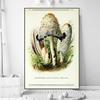 Vintage Mushroom Specimen Canvas Painting Antique Wall Art Herbal Pictures Science Posters and Prints Home Office Decor Cuadros