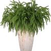 Norfolk Pine Single Branch Christmas Decoration with Soft Rubber Pine Needles