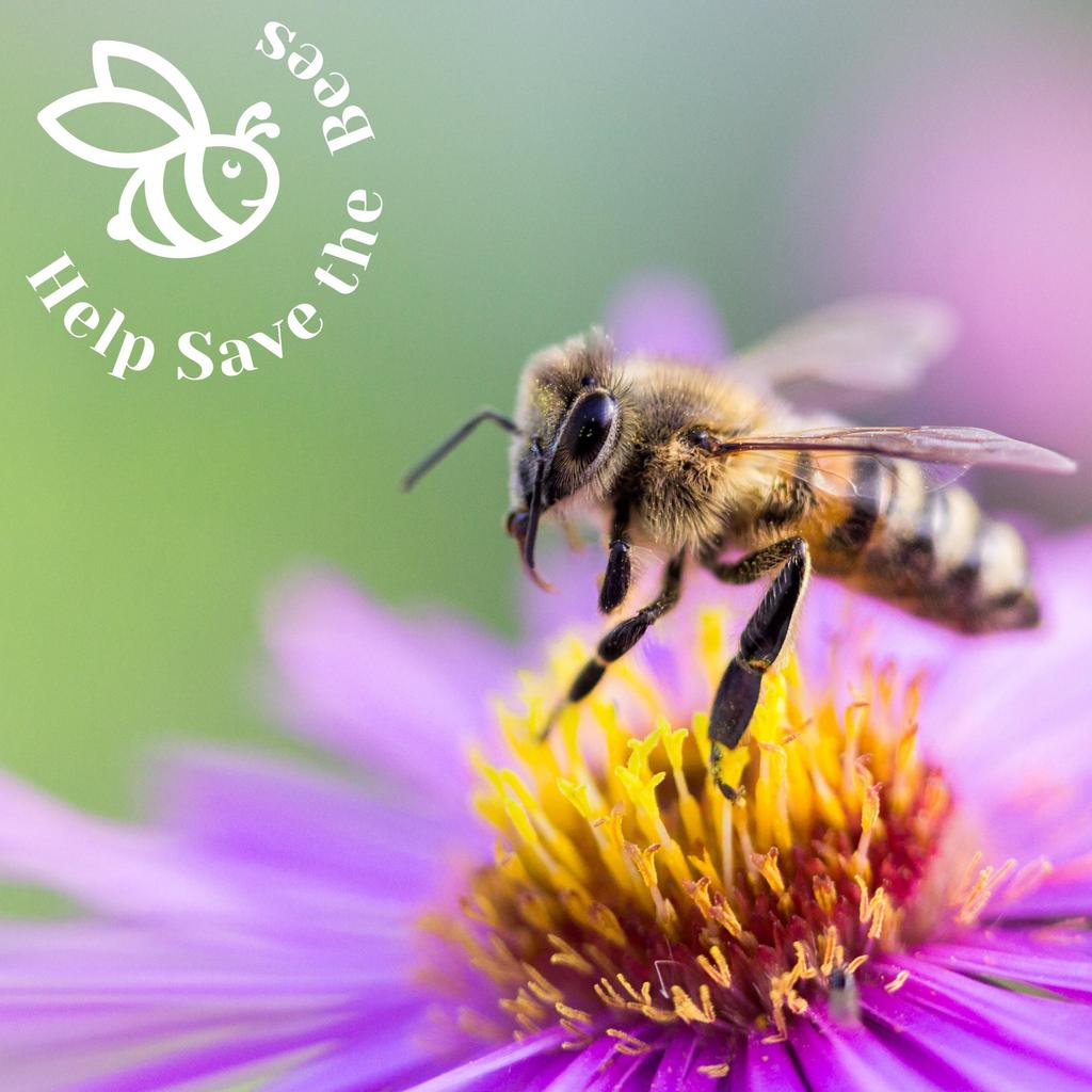 Help Save the Bees Seeds Set / 20 Set Nectar-rich Plants / Bee-friendly Set / Flowers / Pollen / 100g