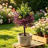 Τεχνητό Δέντρο Λεβάντας Topiary με Ακίδα Εδάφους Ανθεκτικό στην Υπεριώδη Ακτινοβολία Τεχνητοί Θάμνοι Λεβάντας Ρεαλιστικά Ψεύτικα Μωβ Φυτά Θάμνοι για Αυλή Βεράντα Patio