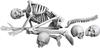 Spallach Skelett-Set 3D-Drucker-Kit SPU31735 1/35