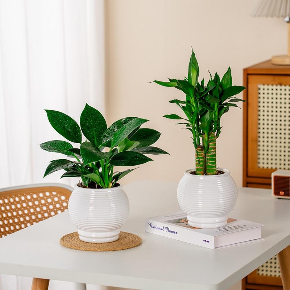 Wyjmowana doniczka Plastikowa Biurowa Dekoracja Bonsai Modna Mini doniczka na sukulenty Wazonik na biurko