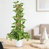 4pcs Plant Moss Pole Indoor Moisture Retention Stackable Transparent Monstera Plant Support Moss Stick Help Plants Grow upwards