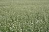 Buckwheat ECO 100g Vegetable Seeds for the Garden, Large Yields