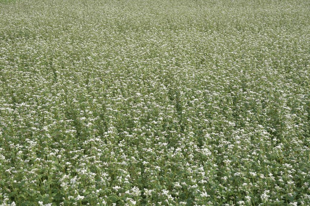 Buckwheat ECO 100g Vegetable Seeds for the Garden, Large Yields
