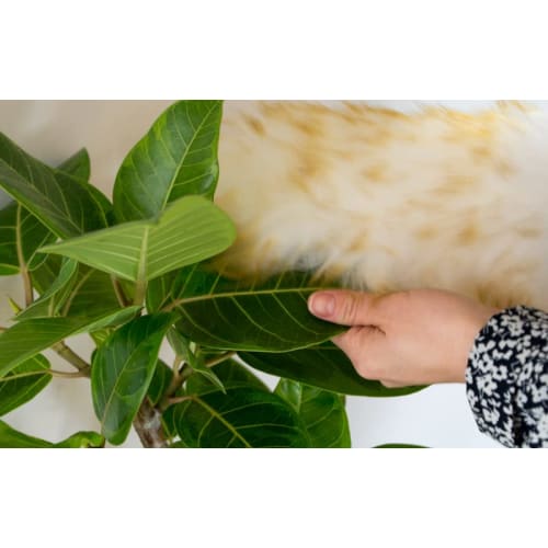 the reset Wool Duster, Large, Wool Duster (Cleaning Tool, Dust Removal, Natural Wool Duster, Stylish, Handy Wool Duster, Easy to Use, Car Cleaning)