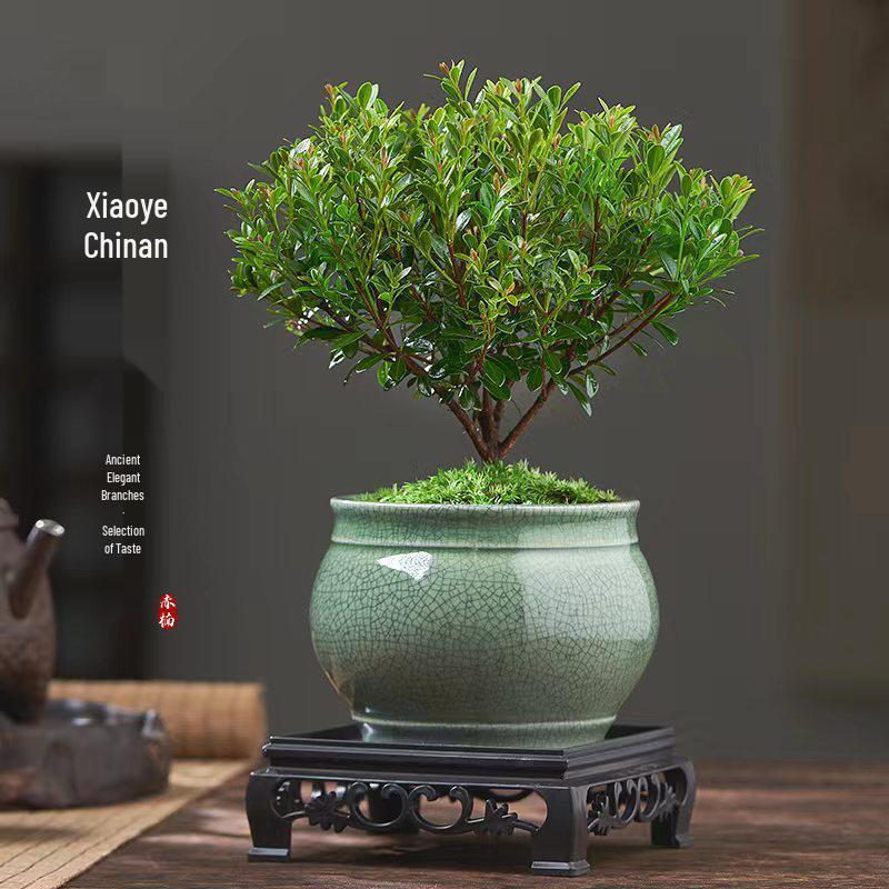 Red Leaf Bonsai Seedling - Easy Care Indoor Evergreen, Perfect for Hydroponics and Micro Landscapes