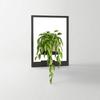 Stylish Metal Plant Wall Frame Black Wall Mounted Succulent  Hanger  For Home Decor