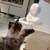 Giocattolo Interattivo per Gatti con Pelliccia Morbida Design Leggero Forma di Polpo Giocattolo per Animali Domestici per Far Spendere Energia