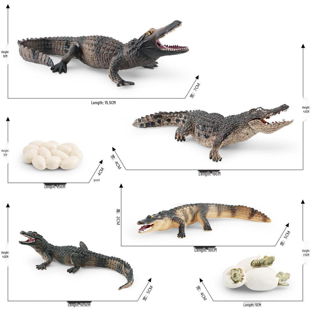 Yangtze Alligator Growth Cycle Model for Children's Learning