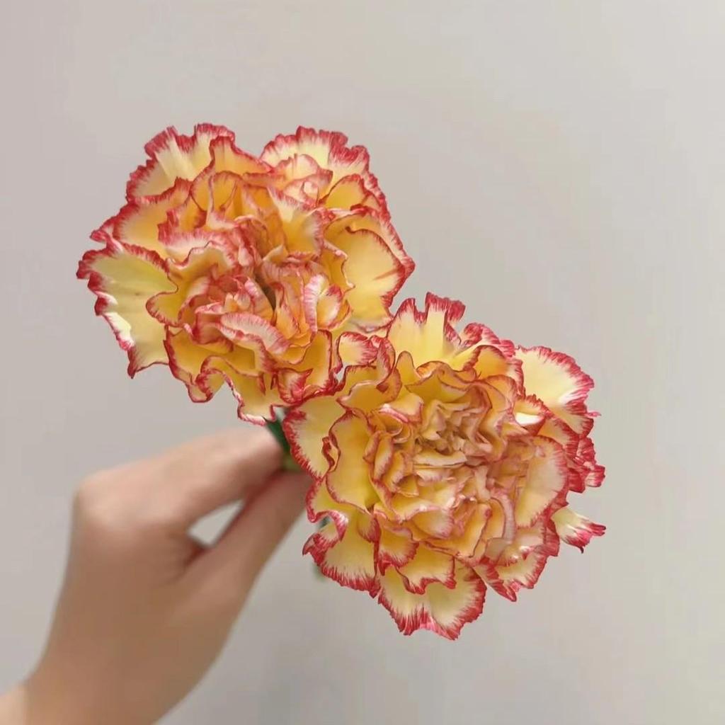 Carnation Fresh Cut Flowers for Teacher's Day, Women's Day, Family Arrangements, and Goddess Day Gifts.