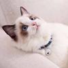 Wear With Bell Extension Chain Adjustable Cat Necklace Grooming Accessories Pet Supplies Pet Collar
